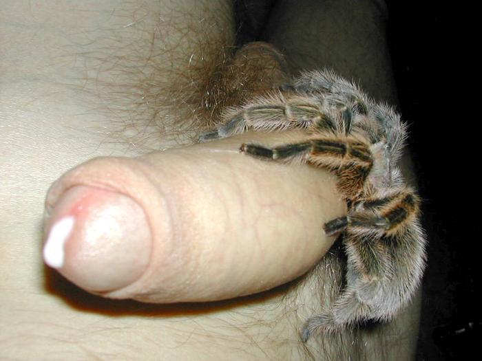 !spidercock.jpg