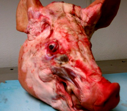 Bloddy pig head.jpg