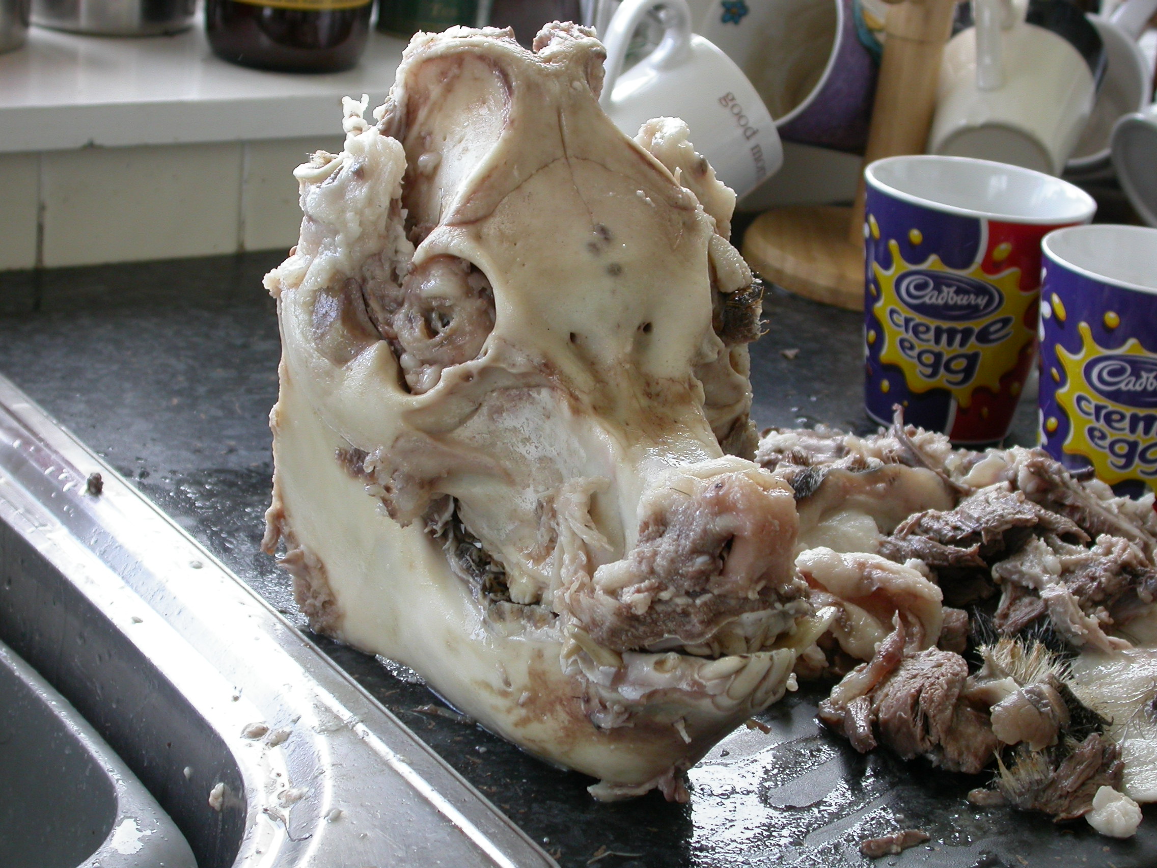 Boiled pig head.jpg