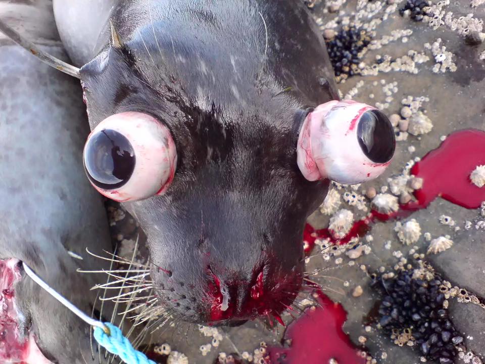 Bulging eyes seal.jpg