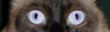 Cat eyes.JPG