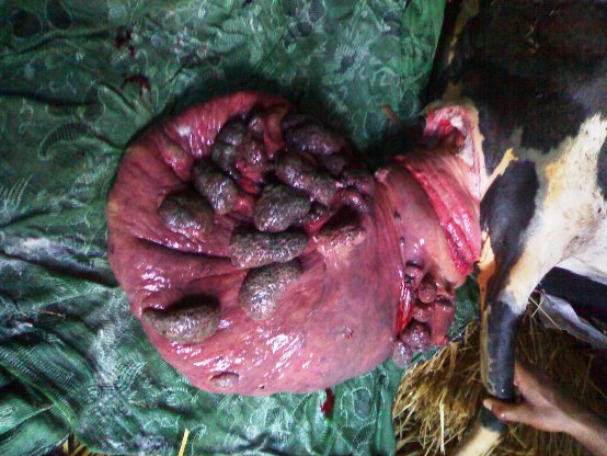 Cow butt prolapse 3.jpg