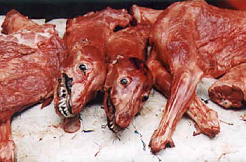 Skinned dogs.jpg