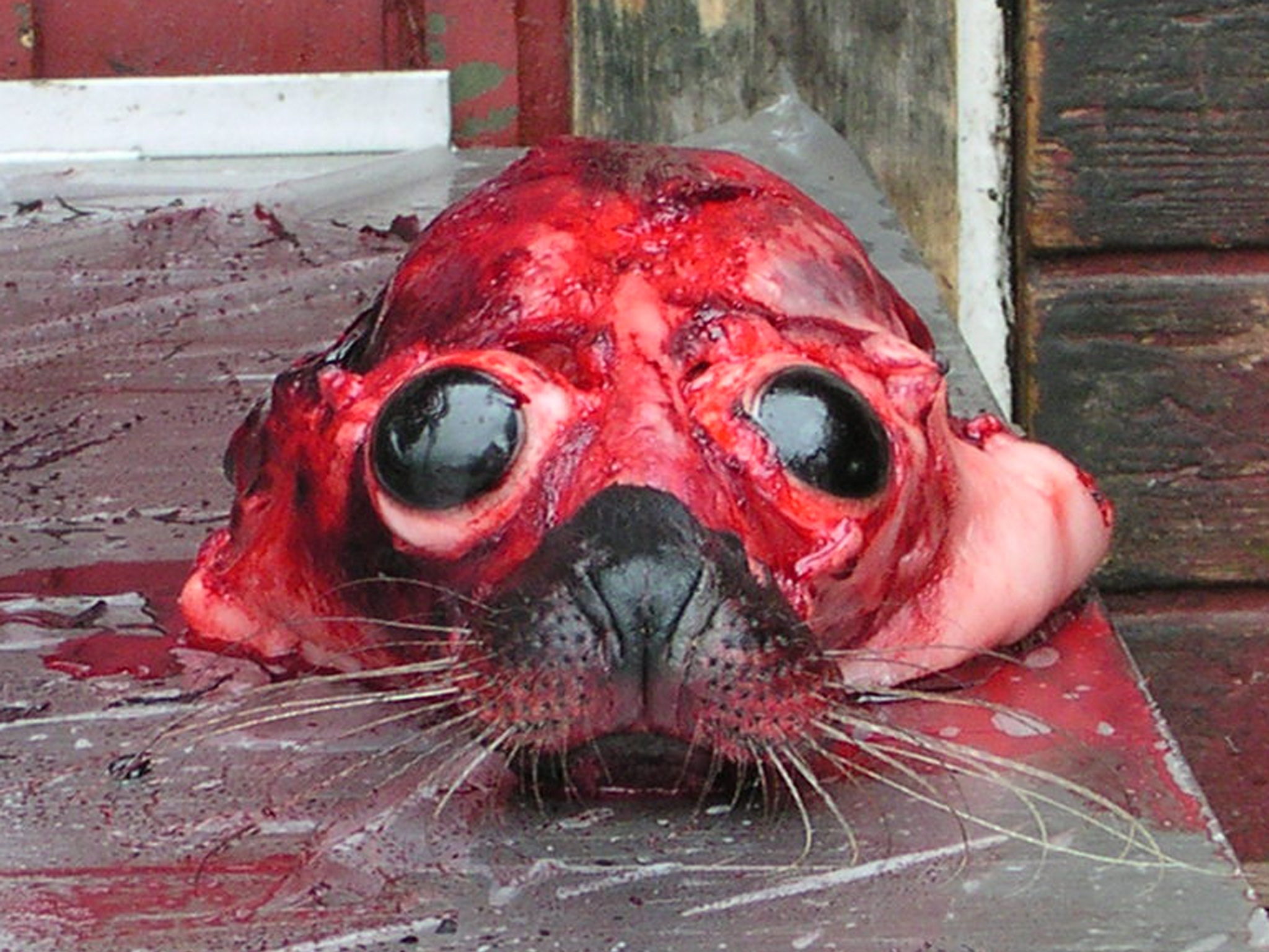 Skinned seal head.jpg