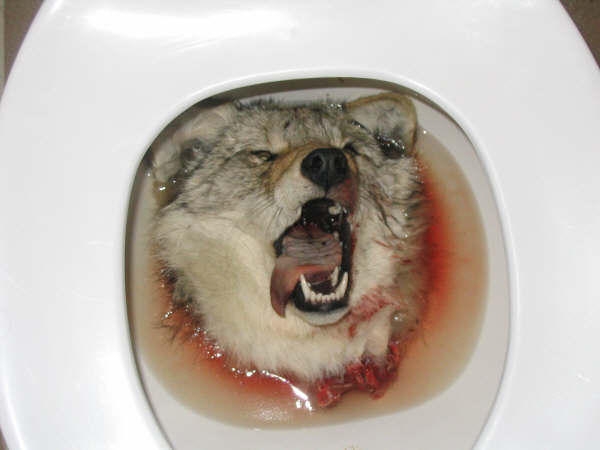 Toiletwolf.jpg