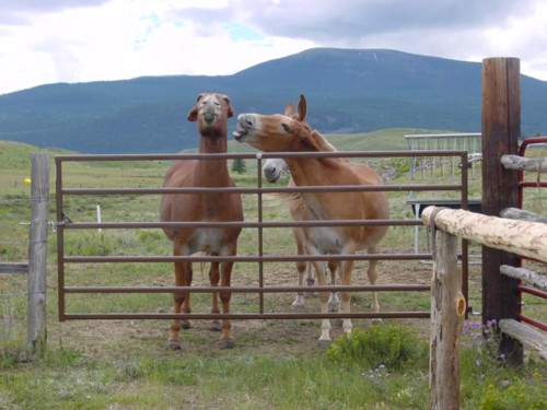 Hot ass to ass action.