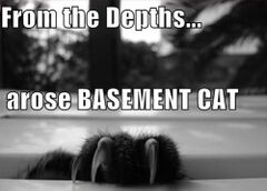 Basement Cat [[lurk