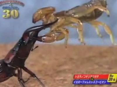 Beetle versus scorpion in the finals.