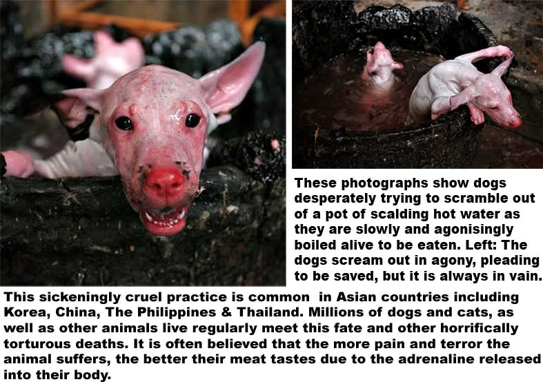 Fun fact: koreans love dog meat, hell, [[DO IT FAGGOT|you can even taste one in a korean restaurant!