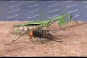 [[All caps|THIS WILL BE OUR FINAL BATTLE!