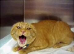 [[Shit nobody cares about|Notice the non-existent ears