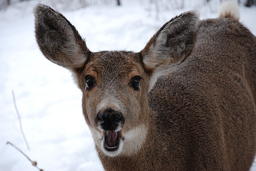 [[JESUS CHRIST IT'S A LION GET IN THE CAR|JESUS CHRIST IT'S A REDNECK, GET IN THE CAR!