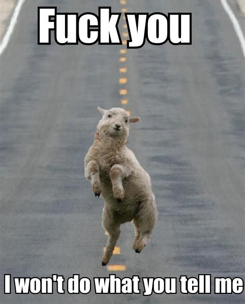 Yet another Animal/MS Paint meme attempt. Yawn.