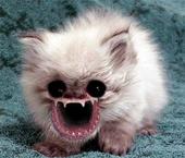 This appeals to Horrorkitty.