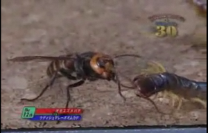 Hornet, I choose you!