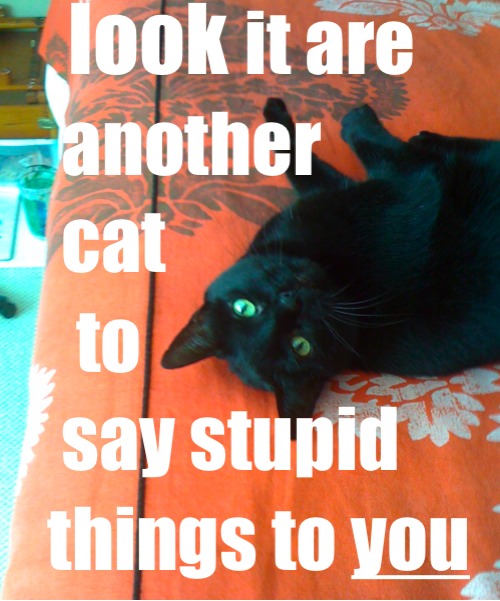 This is what you get for putting words next to cats on the internet.