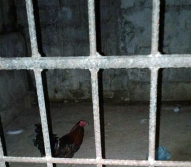 You'd better pray that this is the only big fat black cock sharing your cell