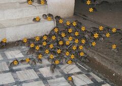 A group of jews in their natural habitat