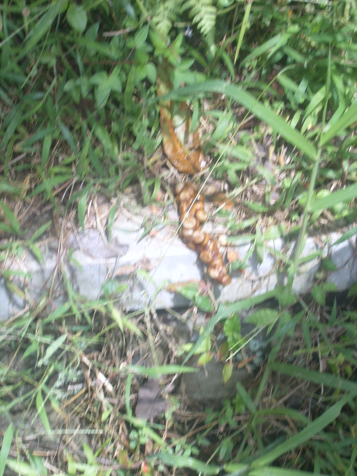 This coffee tasts like [[shit