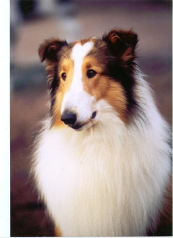 What's that Lassie, your owner is a stupid faggot who's throat must be ripped out?