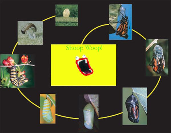 The meme is the final stage in the life of a butterfly.