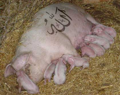 This is an exact likeness of the prophet Muhammad.