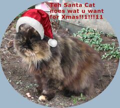 Teh Santa Cat noes waht joo want 4 xmas!!!1!