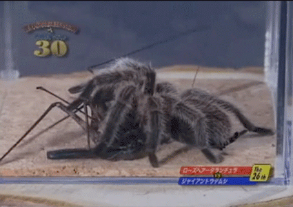 Tarantula, kicking ass.