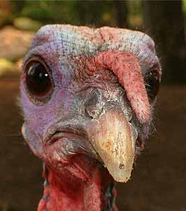A turkey reacts to A-Log's desire to fuck it.