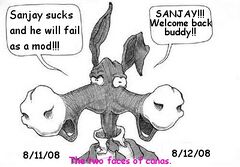 The many faces of Canas